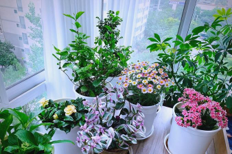 家庭养花用生根粉