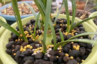 养花不必卖肥料