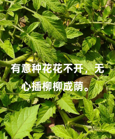 无心养花的意义