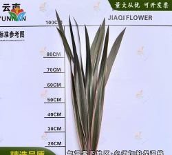 亚麻叶有什么含义