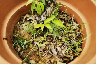 家庭养花用生根粉