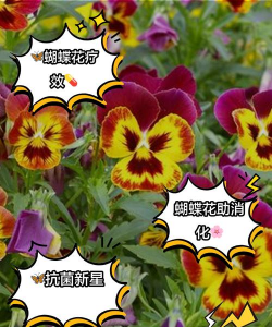 不追蝴蝶养花好吗