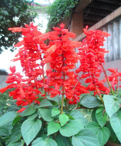 串红属于什么花冠