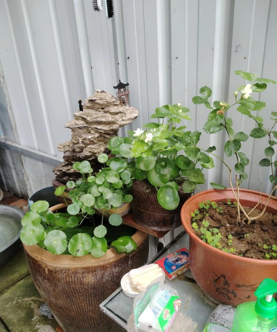 家庭养花用生根粉