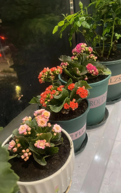 芍药花怎么养，掌握关键要点，花开更鲜艳