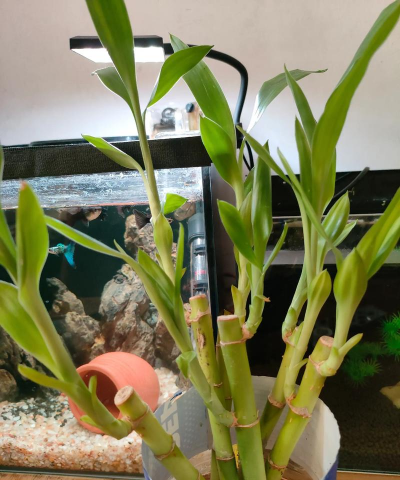 芍药花怎么养，掌握关键要点，花开更鲜艳