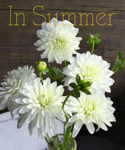 芍药花怎么养，掌握关键要点，花开更鲜艳