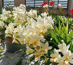 栽培的意思，核心概念，通俗理解