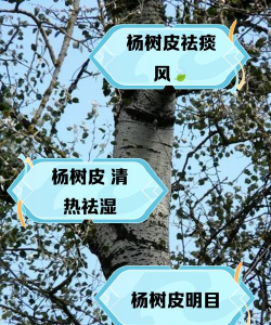 栽培的意思，核心概念，通俗理解