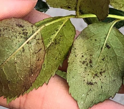 栽培的意思，核心概念，通俗理解