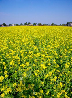 什么地方的油菜