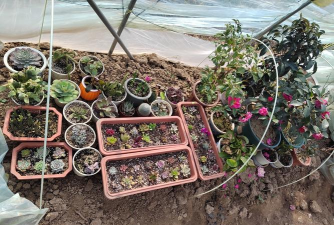 家庭养花用生根粉