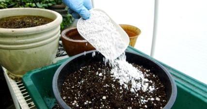 柿树虫病防治，识别常见虫害，掌握有效方法