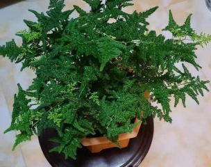 柿树虫病防治，识别常见虫害，掌握有效方法