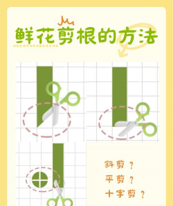 柿树虫病防治，识别常见虫害，掌握有效方法