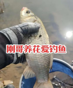 柿树虫病防治，识别常见虫害，掌握有效方法