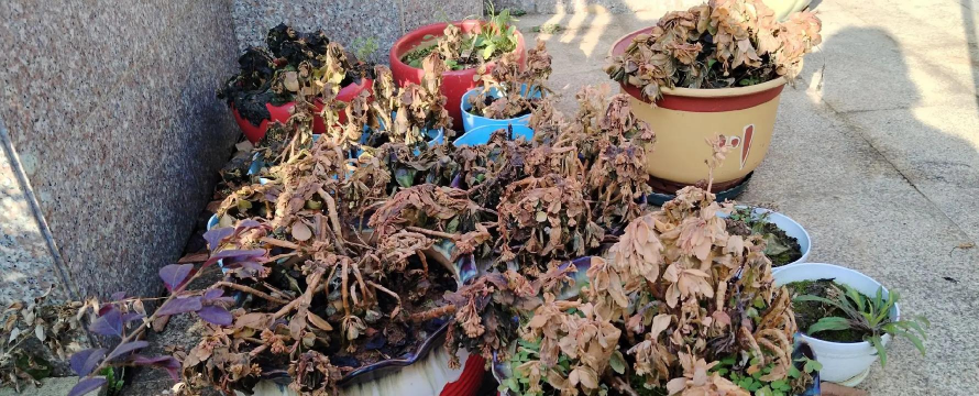 柿树虫病防治，识别常见虫害，掌握有效方法