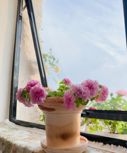 柿树虫病防治，识别常见虫害，掌握有效方法