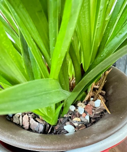 无土栽培技术，突破土壤限制，开启高效种植新篇章