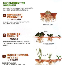 无土栽培技术，突破土壤限制，开启高效种植新篇章