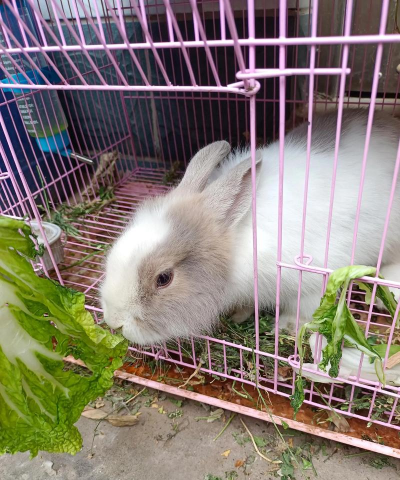 庭院景观绿化设计，打造舒适空间，提升生活品质