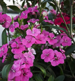 庭院景观绿化设计，打造舒适空间，提升生活品质