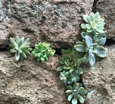 庭院景观绿化设计，打造舒适空间，提升生活品质