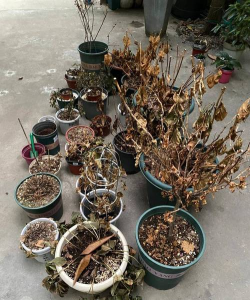 庭院景观绿化设计，打造舒适空间，提升生活品质