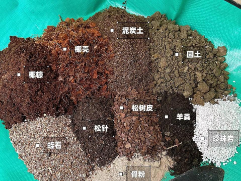 柿树虫病防治，识别常见虫害，掌握有效方法