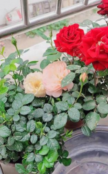 玫瑰花怎么养才不会枯萎，掌握浇水施肥技巧，轻松延长花期