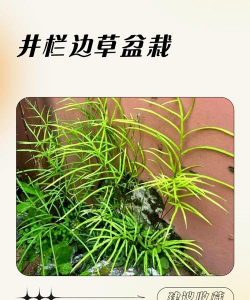 无土栽培技术，突破土壤限制，开启高效种植新篇章