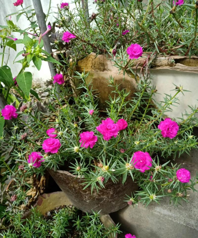 家庭养花用生根粉