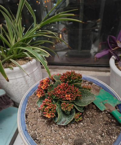 家庭养花用生根粉