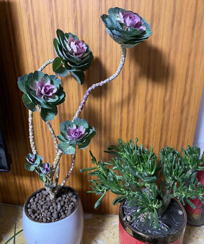 家庭养花用生根粉