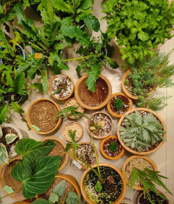 家庭养花用生根粉