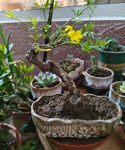 家庭养花用生根粉