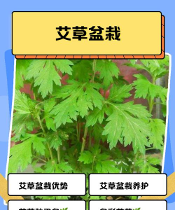 艾叶灰可否养花