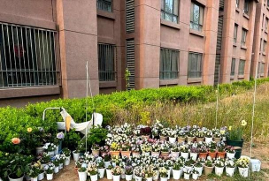 家庭养花用生根粉