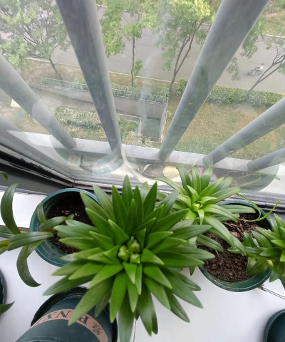 家庭养花用生根粉