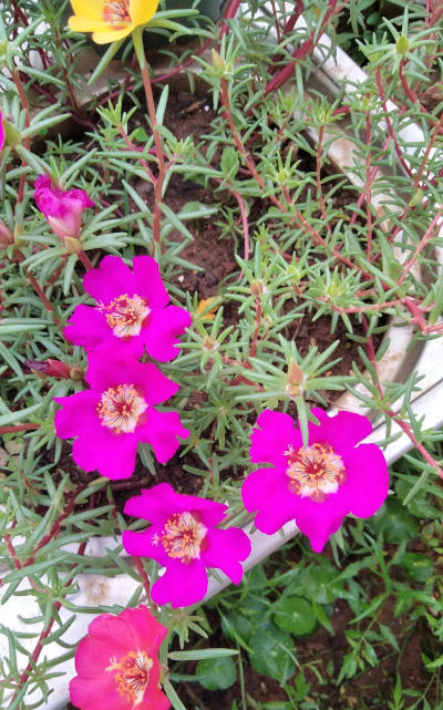 家庭养花用生根粉