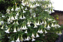 白色花倒挂叫什么