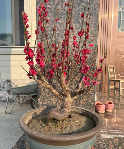 红梅阳台养花好吗