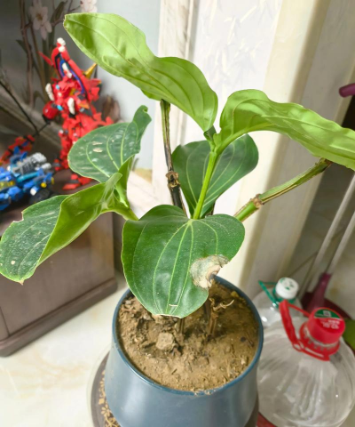 家庭养花用生根粉