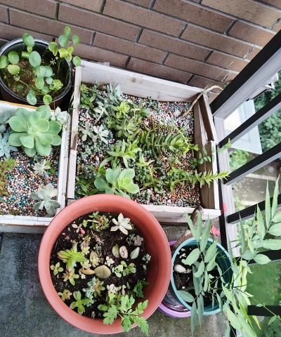 家庭养花用生根粉