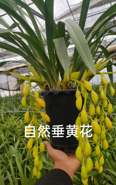 越南家里养花好吗