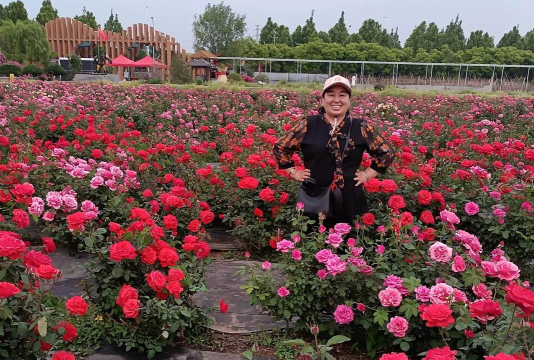 家庭养花用生根粉