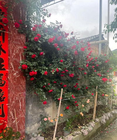 家庭养花用生根粉