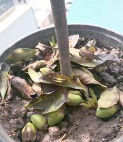 家庭养花用生根粉