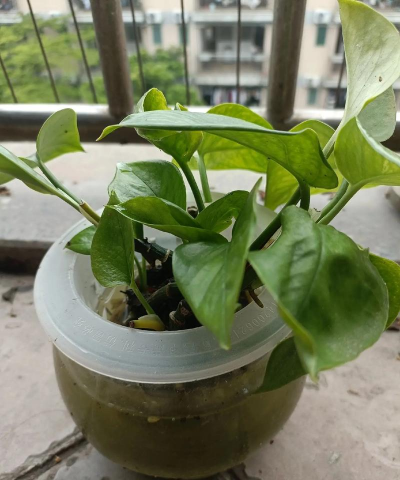 家庭养花用生根粉