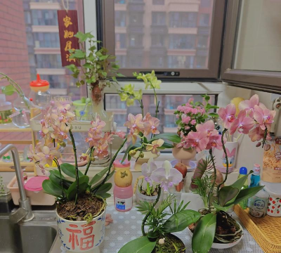 家庭养花用生根粉